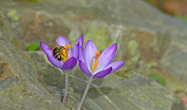 Bees