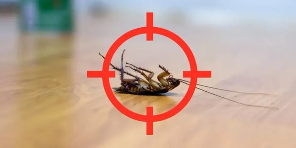 Cockroaches