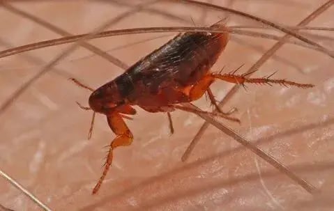 Fleas