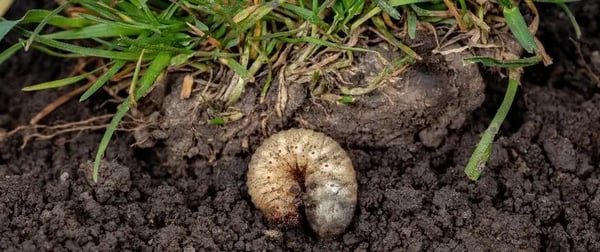 Grubs