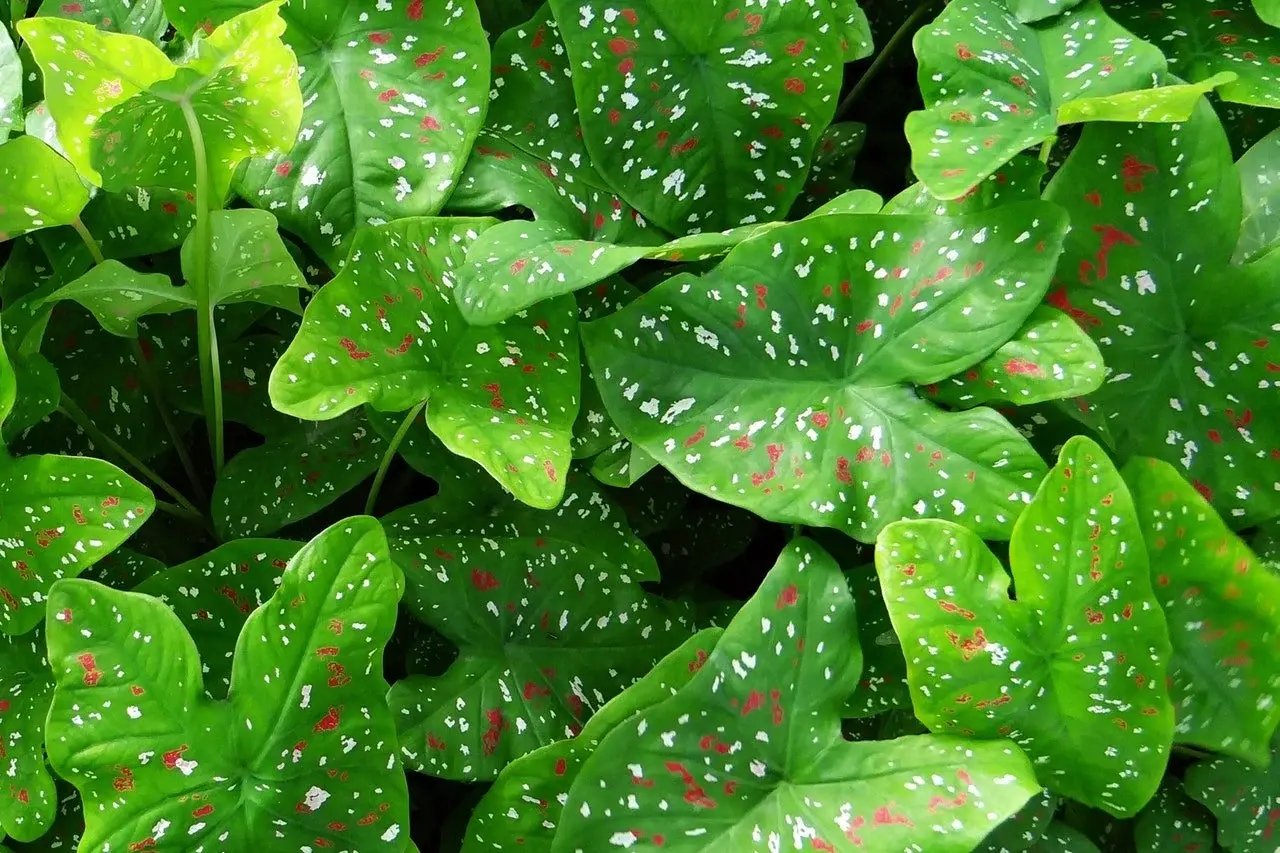 lal shrub